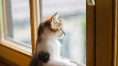 young, cat, window