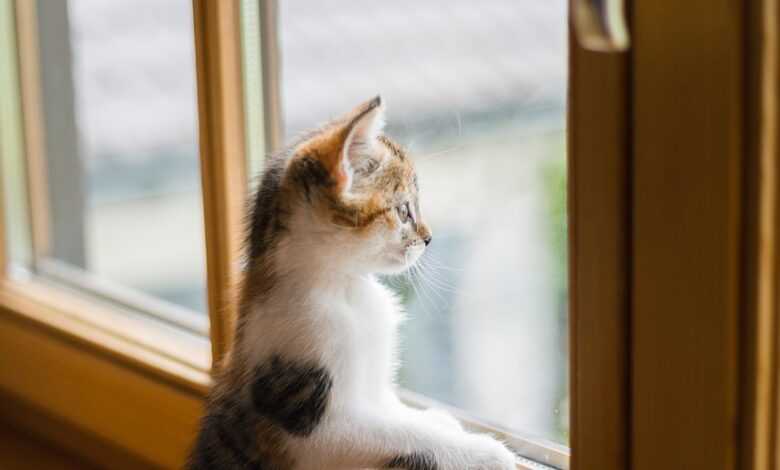 young, cat, window