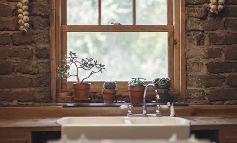 garlic, cactus, window