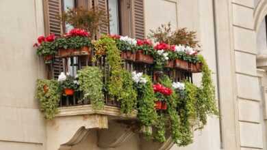 balcony, flower box, flower